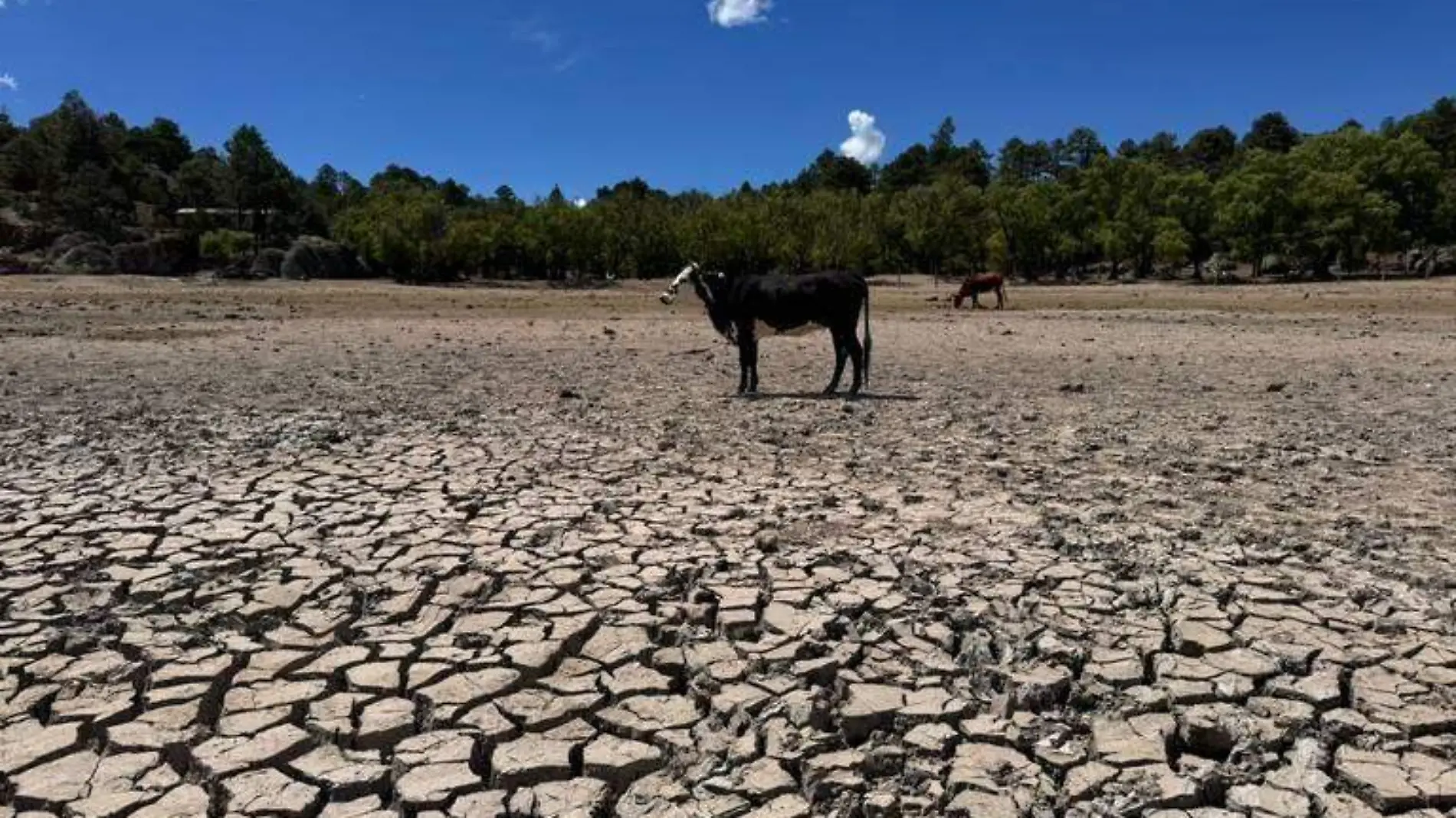 sequía ganado agua presa